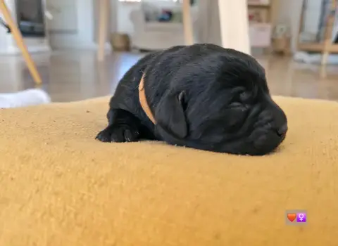 Labrador Retriever photo 3