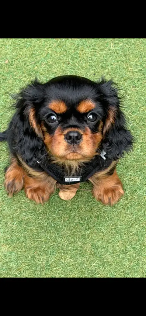 Cavalier King Charles Spaniel  Black Of Green Valley 7652d