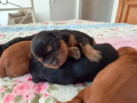 Cavalier King Charles Spaniel