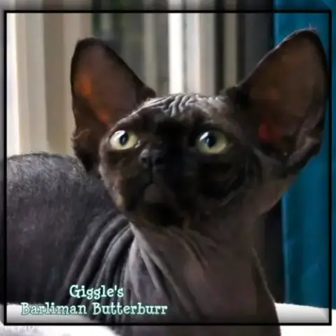 Adopter Un Petit Mâle Noir Devon Rex