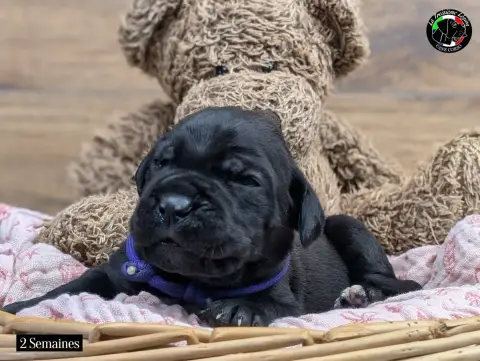 Cane Corso  Collier Violet De La Treizieme Legion photo 3