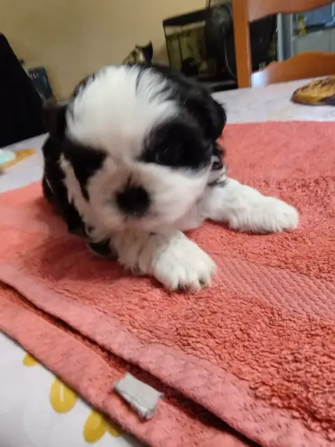 Shih Tzu  Brindille Du Jardin Des Perles De Cixi