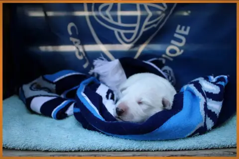 Berger Blanc Suisse  Miss Orange Des Sentinelles D'Ar 8435c