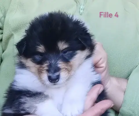 Colley À Poil Long  Chiot N°4 De Remember Our Love