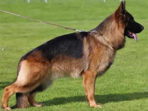 Berger Allemand  Chiot 3 Du Fosse Des Pandours photo 2