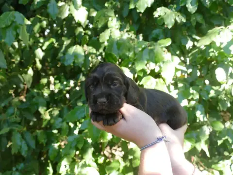Cocker Spaniel Anglais