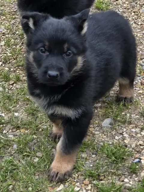 Berger Allemand  Bellone