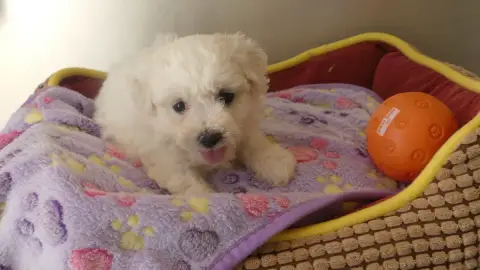 Adopter Bichon Frise 
                        Chiot N°4 Du Do 13c9d