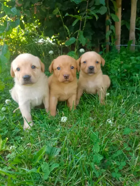 Labrador Retriever  Chiot N°7 Des Pres Flamands