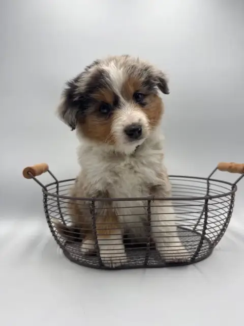 Berger Américain Miniature  Chiot N°9 Des Joyaux Des  3b584