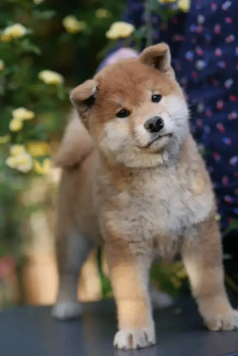 Shiba  Chiot N°2 Des Roses De Charlemagne