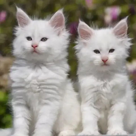 Adorables Chatons Maine Coon Loof