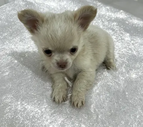 Chihuahua  B....Poil Long Petit Gabarit So Lovely photo 3