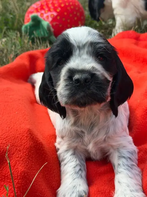 Cocker Spaniel Anglais  Chiot N°3 Du Moulin De Madjur 10e27