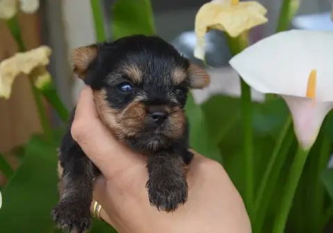 Yorkshire Terrier  Bahia De La Plaine Du Jaelma