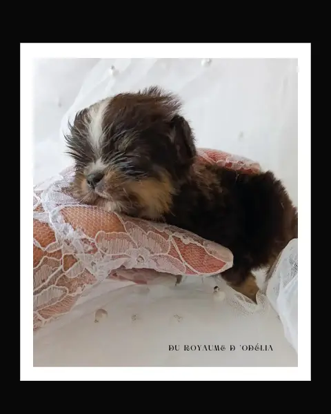Chihuahua  ( Format ,Poids Plume ) B ' Voce Chega Là  fce7a