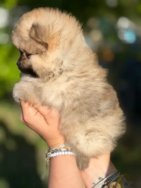 Spitz Allemand  Chiot N°4 Of The Dark Sea photo 2