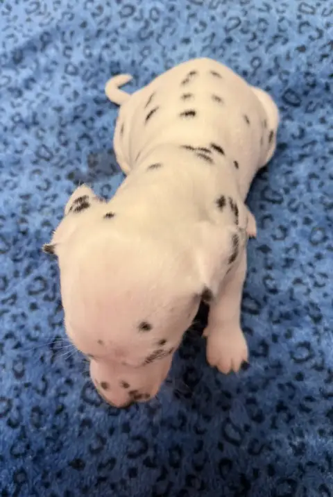 Dalmatien  Chiot N°8 Valma'S Signature photo 3