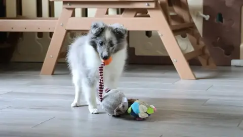 Shetland Sheepdog  Chiot N°1 Du Royaume De La Petite  5d17a photo 2
