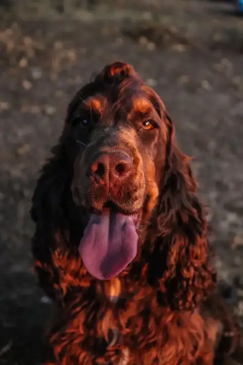 Cocker Spaniel Anglais  Chiot N°2 D'Oup- photo 2