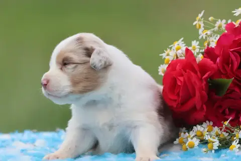 Berger Australien  Chiot 6 Des Rivages Du Lemboulas fe1fb