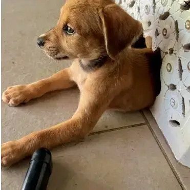 Loki, Le Plus Beau !