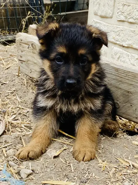 Berger Allemand  Chiot N°4 Feeling Cottage