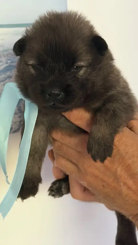 Eurasier photo 2