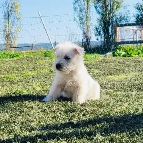 West Highland White Terrier  Buck