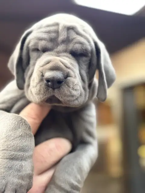 Dogue Allemand  Beauty Des Hobereaux De La Zorn