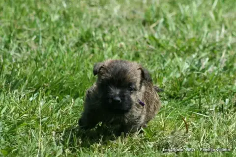 Cairn Terrier photo 2