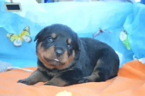 Rottweiler  Collier Vert Foncé Des Gardiens De Feu