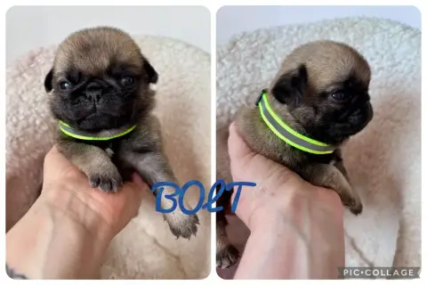 Carlin  Bolt Oggi E Domani Per Sempre