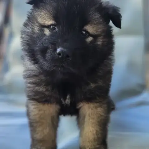 Chiots Eurasier Lof À Réserver
