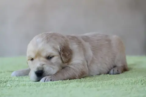 Golden Retriever photo 3