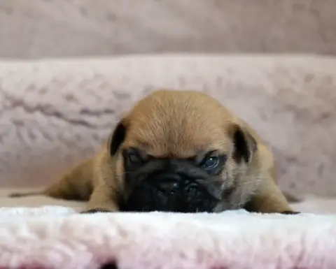 Bouledogue Français  Boston Texas Des Loves Didi photo 2