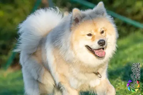 Eurasier  Chiot 3 Des Légendes De La Louve Arc- photo 2