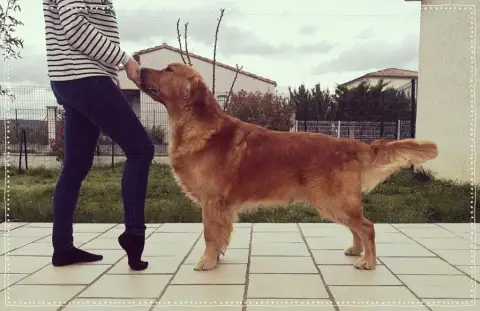 Golden Retriever  Miss Bleu Des Lukiémilove photo 3