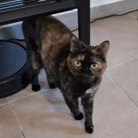 Minette Smarties