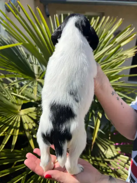 English Springer Spaniel  Chiot N°5 De Torlhak photo 2