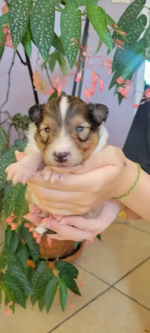 Shetland Sheepdog  B.... Des Molosses De Timoulys