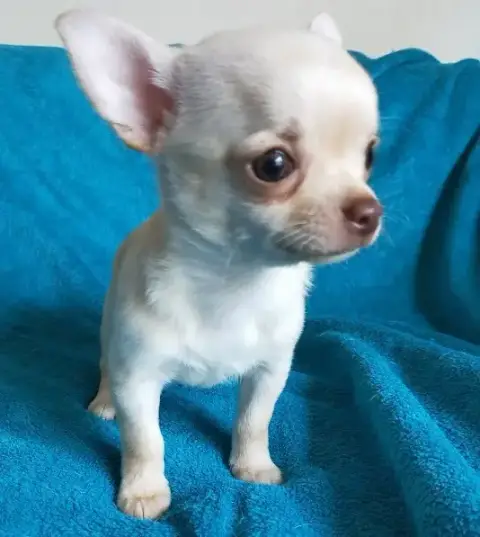 Chihuahua  Basilio De Quentin De La Tour photo 3