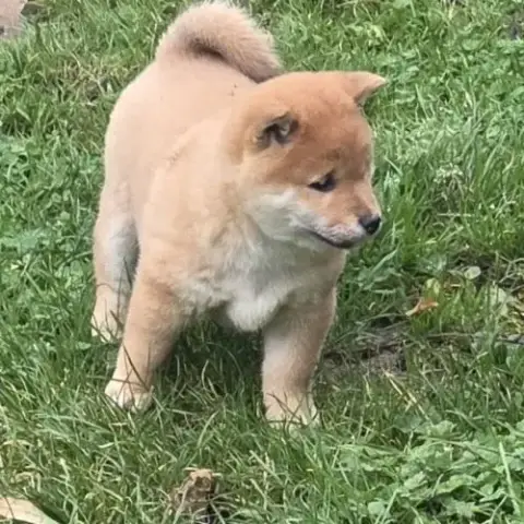 A Vendre 5 Chiots Shiba Inu