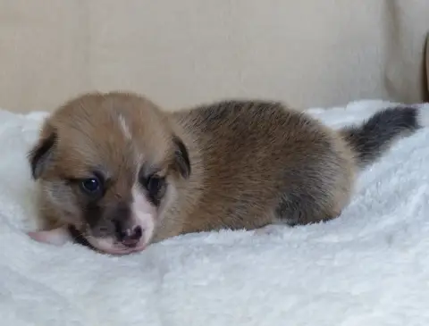 Welsh Corgi Pembroke  Madame Brume Du Domaine De Bois f18da photo 2