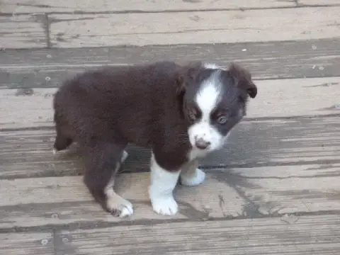Berger Américain Miniature  Chiot 3 Des Amis De Zoé 012d2
