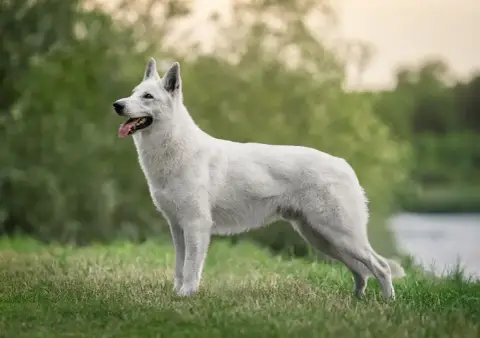 Berger Blanc Suisse  Collier Vert Pomme Legends Of Ma a23ea photo 2