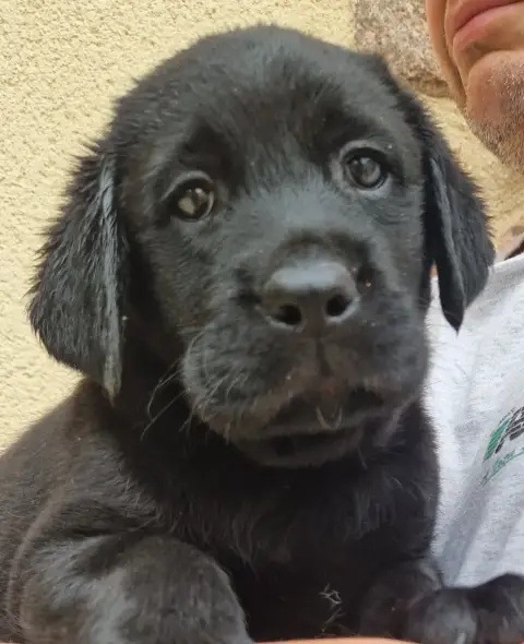 Labrador Retriever  Noire 1 Des Terres Sacrees