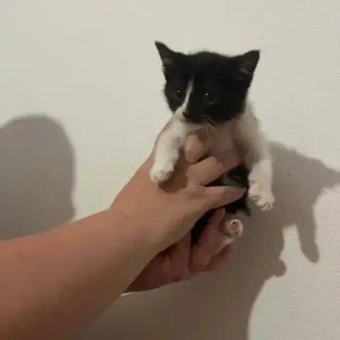 Chat Oreo À L Adoption