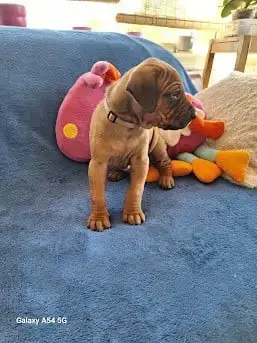 Rhodesian Ridgeback 
                        Benhur D eb3ec photo 3