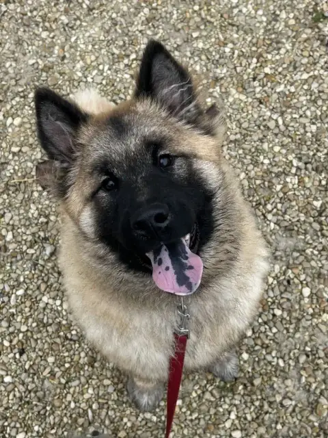 Eurasier  Asterix Des Marais De Courmont
